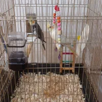 عروس هلندی نر و ماده|پرنده|فردیس, شهرک شهید حسینی|دیوار