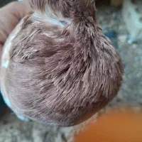 کبوتر سینه ای|پرنده|کوه چنار, |دیوار