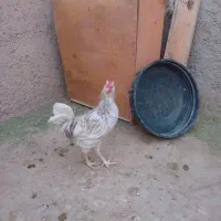 خروس گلین ریشو پنگوئنی چهل تاج|حیوانات مزرعه|ری, هاشمآباد|دیوار