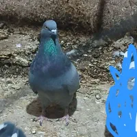 کفتر پرشی|پرنده|گرمسار, |دیوار