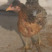 فروش دو تا مرغ  جوون ۴ و ۵ ماهه  صحیح سالم|پرنده|فیروزکوه, |دیوار