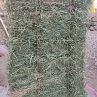 فروش یونجه