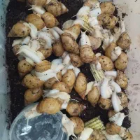 حراج حلزون آلبینو|خزنده|تهران, هفده شهریور|دیوار