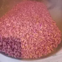 بدر گندم پیشگام|گل و گیاه طبیعی|محمدیه-قزوین, |دیوار