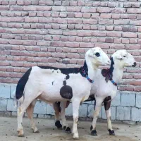 گوسفند نر و ماده|حیوانات مزرعه|اردبیل, |دیوار