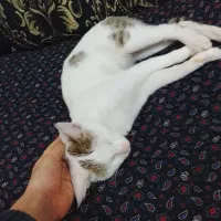 60000000میلیون