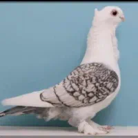 کبوتر نر ساتن