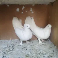 کبوتر یه جایی و تکی|پرنده|قم, چهار مردان|دیوار