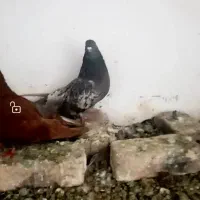 کبوتر رنگی|پرنده|ابهر, |دیوار