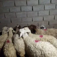 ۸ راس میش داشتی آبستن