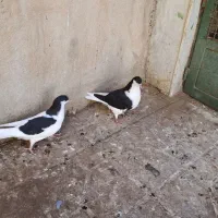 چپ سیاه جوجه|پرنده|اسفرورین, |دیوار