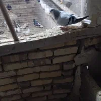 کبوتر|پرنده|اسفرورین, |دیوار