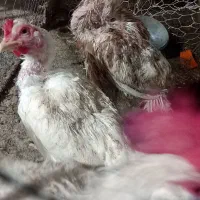 مرغ خروس