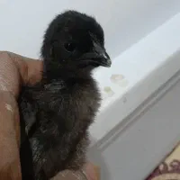 جوجه و تخم مرغ ایام سمانی گوشت سیاه