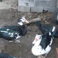 فروش اردک خارجی نر و ماده