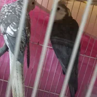 فروش یک جفت عروس هلندی