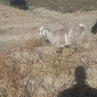 ۴ عدد بزینه|حیوانات مزرعه|بسطام, |دیوار