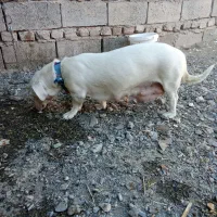 واگذاری پاکوتاه دهن پاک نگهبان|سگ|نیشابور, مازول|دیوار