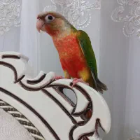 گرینچیک تازه دانخور فول دستی اناناسی دبل رد