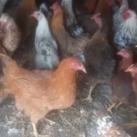 مرغ و خروس گلین|حیوانات مزرعه|ازنا, |دیوار