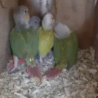 گرینچیک و عروس و کوتوله