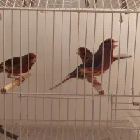 قناری سرخ|پرنده|مشهد, حرم مطهر رضوی|دیوار