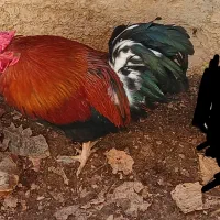 مرغ وخروس محلی