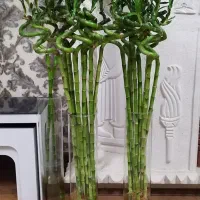 گل بامبو لاکی ۱۴۰سانتی|گل و گیاه طبیعی|شیراز, شهرک گلستان|دیوار