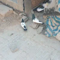 کبوتر سینه سیاه|پرنده|مرودشت, ژیان|دیوار