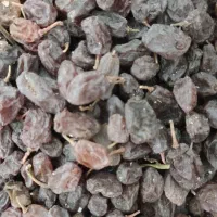 کشمش درشت امسال