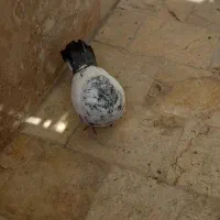 کله دم سبز نر اصل سو دار قواره دار سروکله درشت|پرنده|مشکین‌دشت, |دیوار