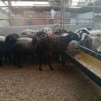 شیشک و بره ماده آبستن