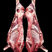 قربانی گوسفند