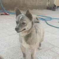 سگ پامر روباهی