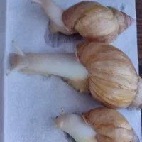 فروش حلزون آچاتینا|خزنده|شهرضا, |دیوار