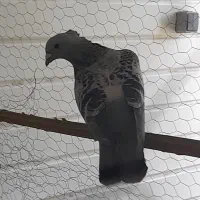 سبز کلاغ نر کلایی