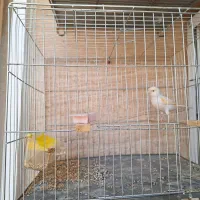 قناری موزاییکی نر