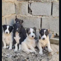 سگ افغان اصیل