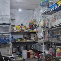 مرغ عشق|پرنده|بیرجند, |دیوار