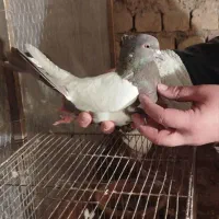 کفتر یا کبوتر|حیوانات|قم, ولیعصر|دیوار