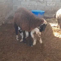 گوسفند با بره نر وماده شادگان|حیوانات مزرعه|شادگان, |دیوار