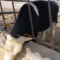 گاو