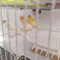 3عدد قناری ماده