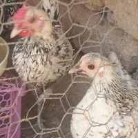 مرغ وخروس سیبرایت مینیاتوری|حیوانات مزرعه|قیدار, |دیوار