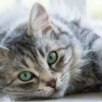 واگذاری گربه چشم سبز دورگه پرشین و ساده