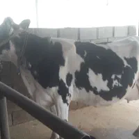 گاو شیری وگوساله ماده داشتی|حیوانات مزرعه|لالی, |دیوار