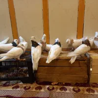 پرنده کبوتر رنگی