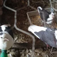 کفتر اصفهانی