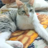 پت خانگی(گربه ۸ماهه)