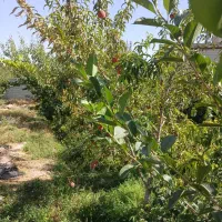 باغ-فروشی-در-کندرود-چای-کنار